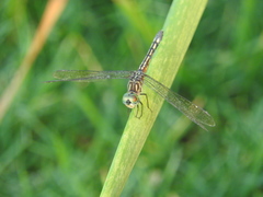 Pachydiplax longipennis