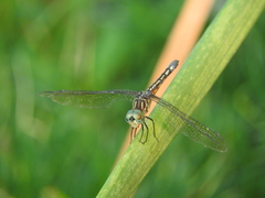Pachydiplax longipennis