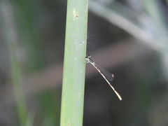 Ischnura hastata
