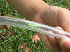 Meconema
