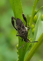 Merocoris