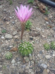 Echinopsis