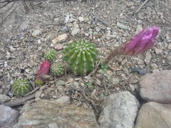 Echinopsis
