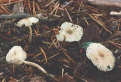 Clitocybe subditopoda