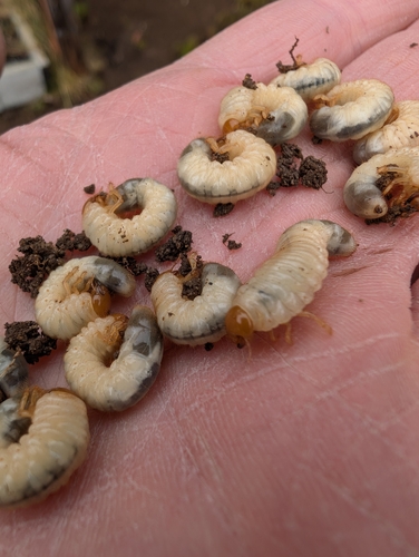 European Chafer photo 3
