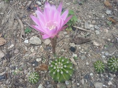 Echinopsis