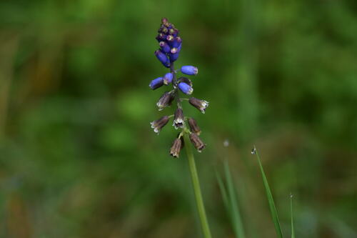Bellevalia dubia