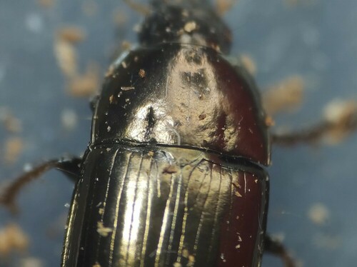 Common Sun Beetle, Wageningen, Nederland, photo 9 of 10