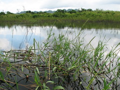 Hymenachne amplexicaulis