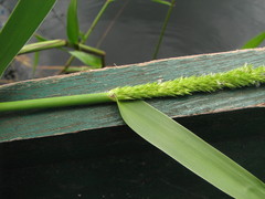 Hymenachne amplexicaulis