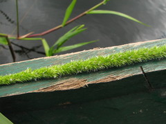 Hymenachne amplexicaulis