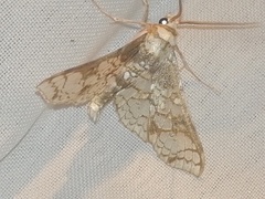 Megastes praxiteles