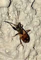 Eremocoris abietis