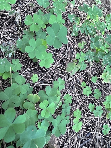 Oxalis corniculata observed 2025-03-02