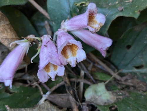 Hemiboea subacaulis var. jiangxiensis