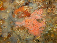 Hemimycale columella