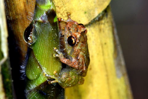 Montane Dink Frog, Diasporus hylaeformis