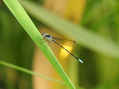 Argia sedula