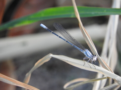 Argia moesta