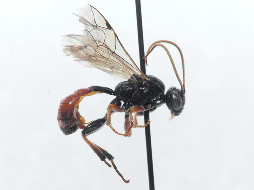 Tryphon signator