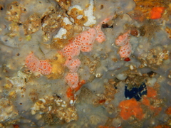 Hemimycale columella