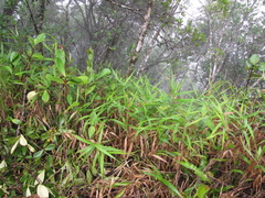 Ichnanthus inconstans