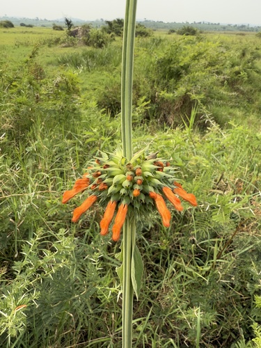 lion's ear