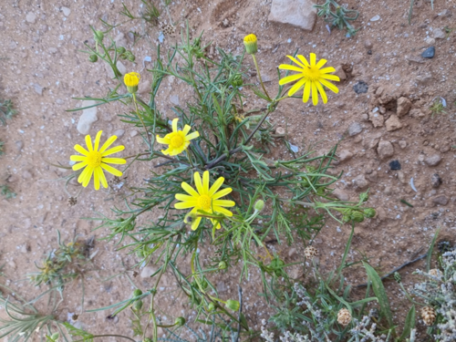 Senecio glaucus coronopifolius