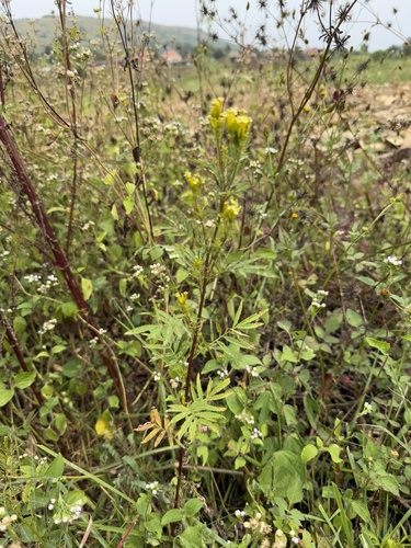 wild marigold