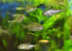 Acheilognathus chankaensis