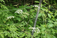 Cicuta maculata angustifolia