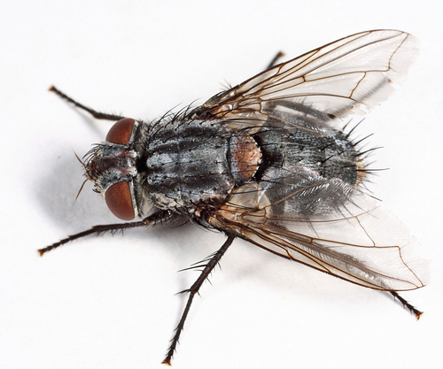 Chaetogaedia analis