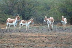 Equus hemionus khur