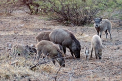 Sus scrofa cristatus