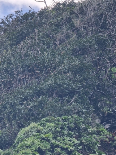 Image of Persea barbujana by (c) Vítor Jorge, some rights reserved (CC BY)