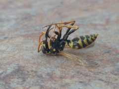 Polistes dominula