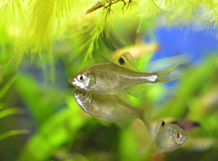 Acheilognathus chankaensis