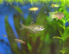 Acheilognathus chankaensis