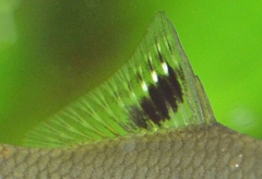 Acheilognathus chankaensis