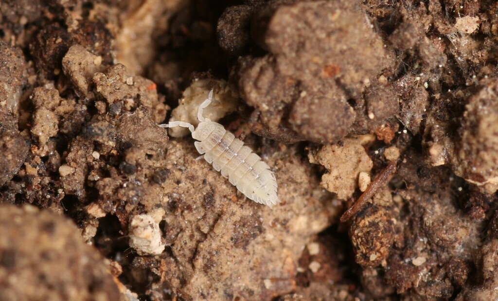 Platyarthrus costulatus