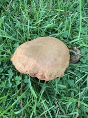 Boletus patrioticus