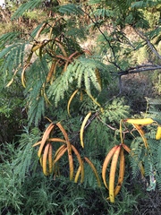 Leucaena retusa