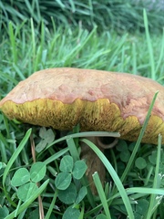 Boletus patrioticus