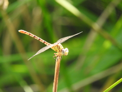 Erpetogomphus designatus
