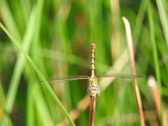 Erpetogomphus designatus