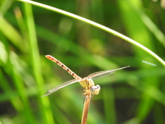 Erpetogomphus designatus