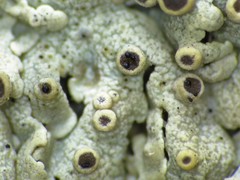 Muellerella lichenicola