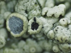 Muellerella lichenicola