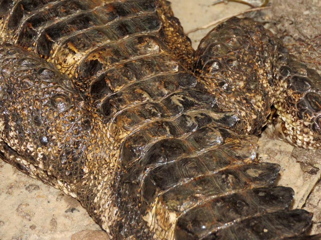 Smooth-fronted Caiman
