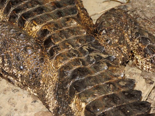Smooth-fronted Caiman